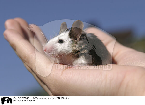 Maus auf der Hand / mouse on hand / RR-07259