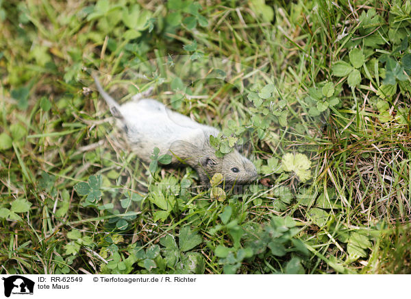tote Maus / dead mouse / RR-62549