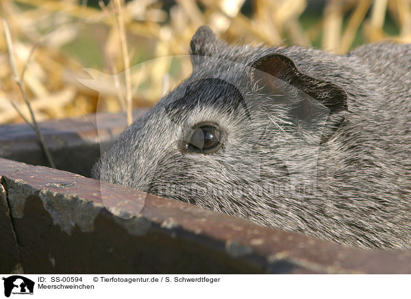 Meerschweinchen / SS-00594