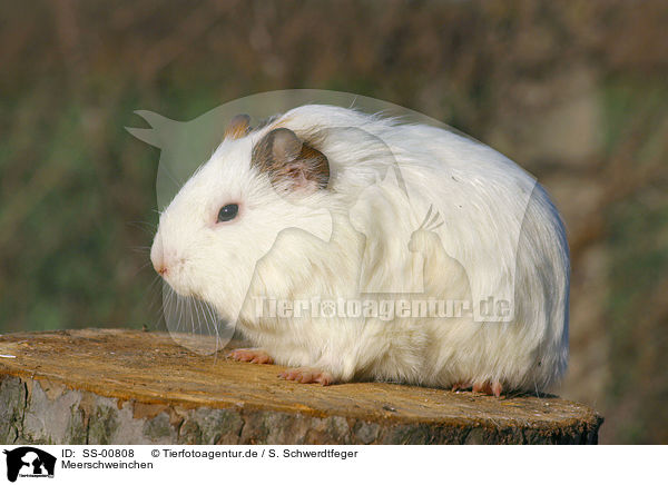 Meerschweinchen / guinea pig / SS-00808