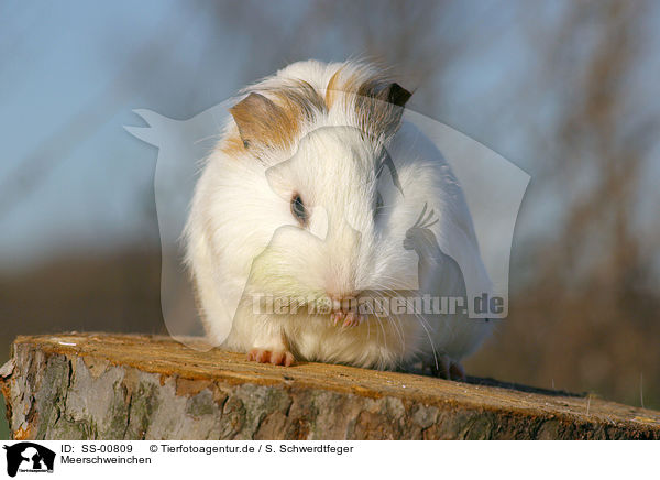 Meerschweinchen / SS-00809