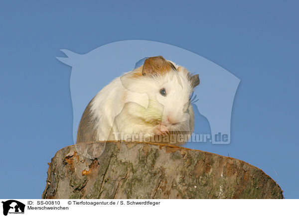 Meerschweinchen / guinea pig / SS-00810