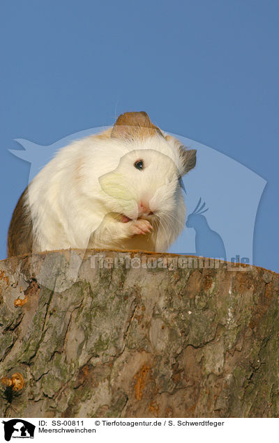 Meerschweinchen / guinea pig / SS-00811