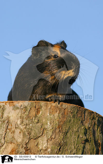 Meerschweinchen / guinea pig / SS-00813