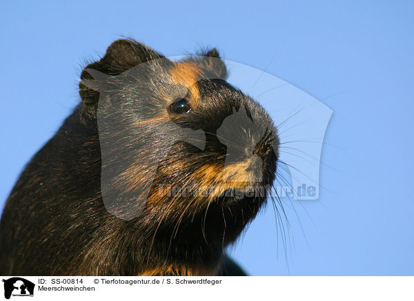 Meerschweinchen / guinea pig / SS-00814