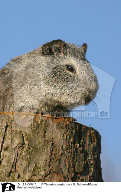 Meerschweinchen / guinea pig / SS-00815