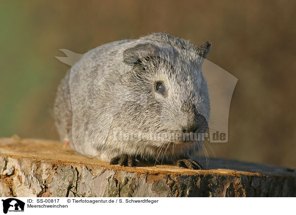 Meerschweinchen / guinea pig / SS-00817