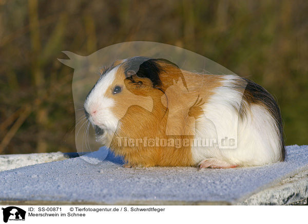 Meerschwein im Schnee / guinea pig in the snow / SS-00871