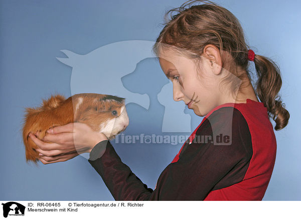 Meerschwein mit Kind / guinea pig & young girl / RR-06465