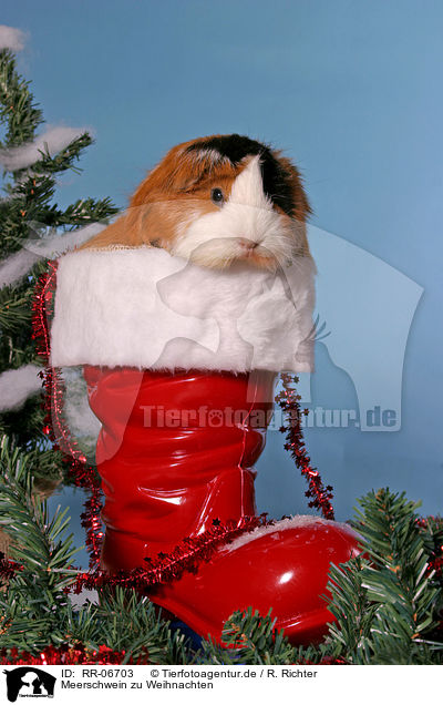 Meerschwein zu Weihnachten / RR-06703