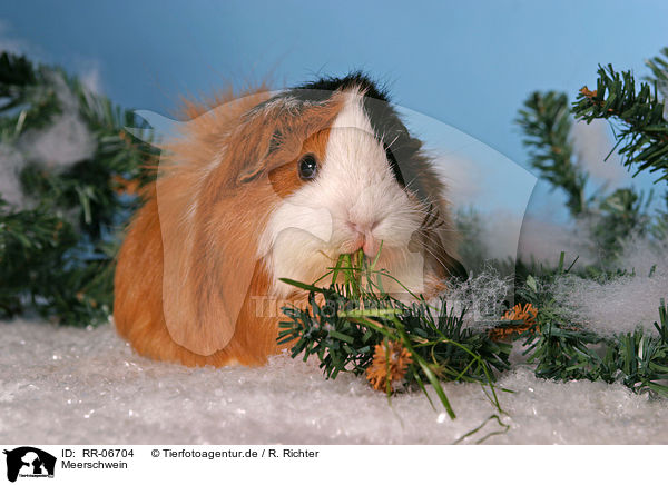 Meerschwein / RR-06704