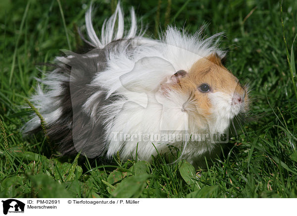 Meerschwein / PM-02691