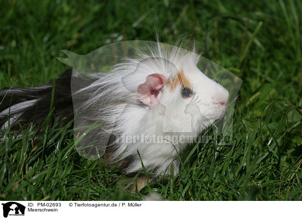 Meerschwein / PM-02693