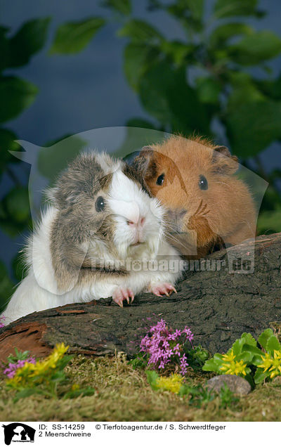 2 Meerschweine / 2 guinea pigs / SS-14259