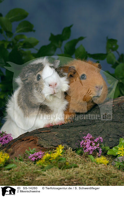 2 Meerschweine / 2 guinea pigs / SS-14260