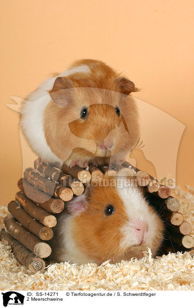 2 Meerschweine / 2 guinea pigs / SS-14271