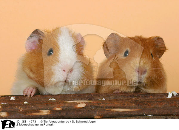 2 Meerschweine im Portrait / SS-14273