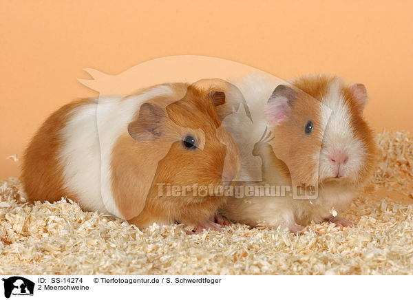 2 Meerschweine / 2 guinea pigs / SS-14274