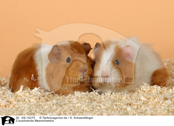 2 kuschelnde Meerschweine / 2 snuggling guinea pigs / SS-14275