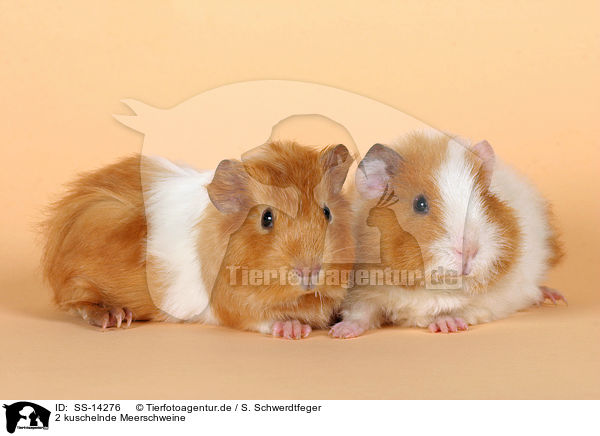 2 kuschelnde Meerschweine / 2 snuggling guinea pigs / SS-14276