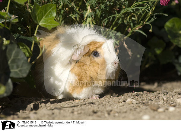 Rosettenmeerschwein-Mix / TM-01519