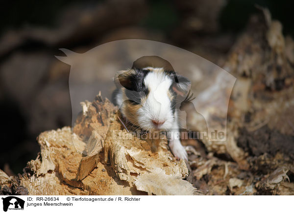 junges Meerschwein / young guinea pig / RR-26634