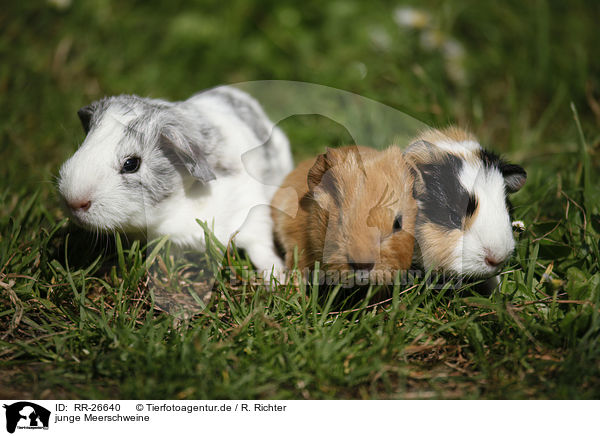 junge Meerschweine / RR-26640