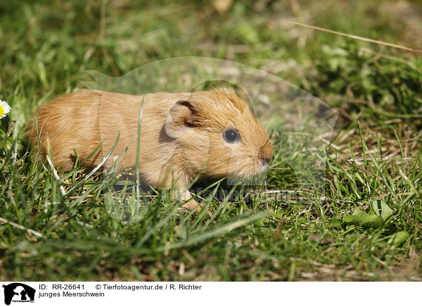 junges Meerschwein / young guinea pig / RR-26641