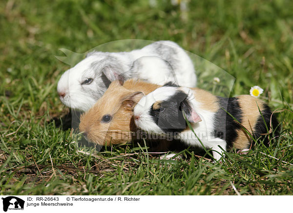 junge Meerschweine / young guinea pigs / RR-26643