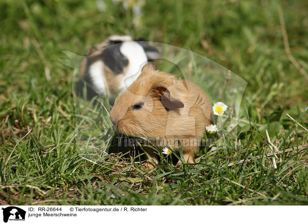 junge Meerschweine / young guinea pigs / RR-26644