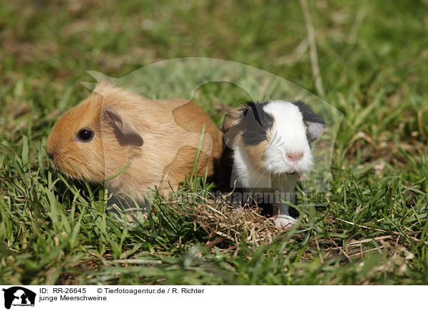 junge Meerschweine / young guinea pigs / RR-26645