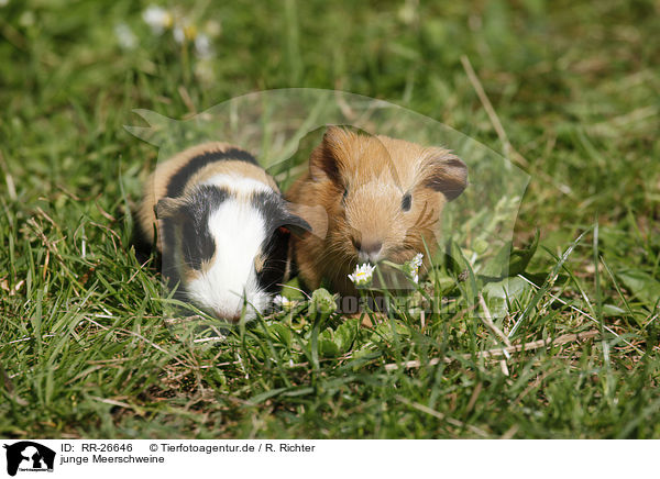 junge Meerschweine / young guinea pigs / RR-26646