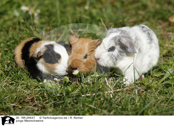 junge Meerschweine / young guinea pigs / RR-26647
