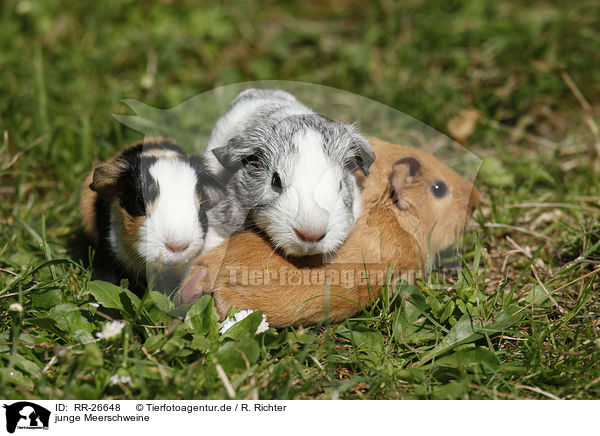 junge Meerschweine / young guinea pigs / RR-26648