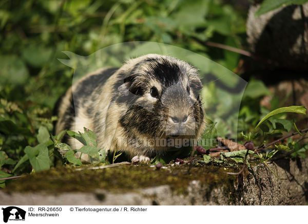 Meerschwein / guinea pig / RR-26650