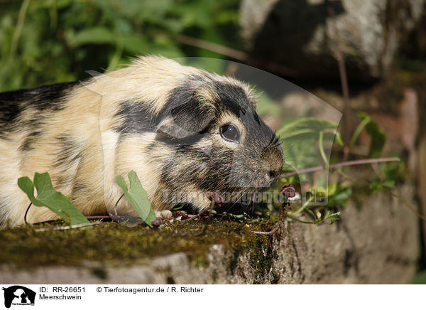 Meerschwein / guinea pig / RR-26651