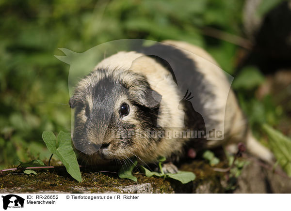 Meerschwein / guinea pig / RR-26652