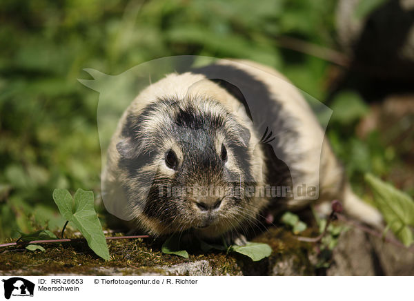Meerschwein / guinea pig / RR-26653