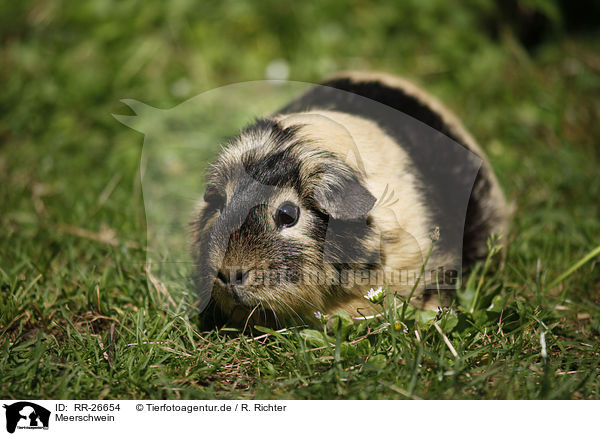 Meerschwein / guinea pig / RR-26654