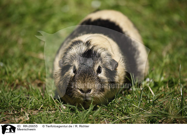 Meerschwein / guinea pig / RR-26655
