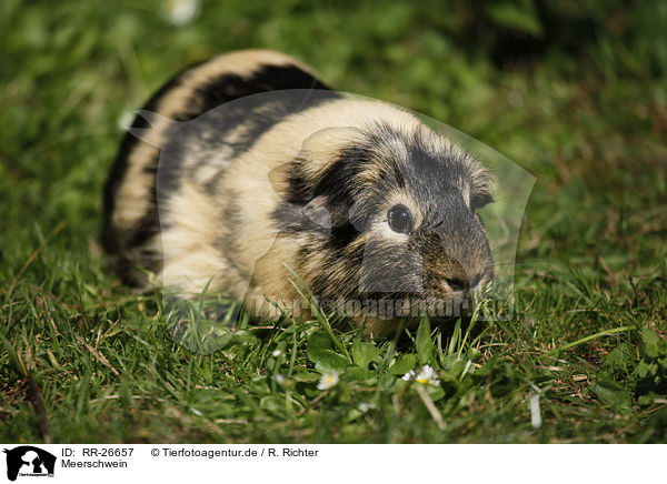 Meerschwein / guinea pig / RR-26657