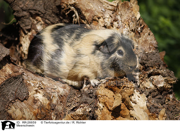 Meerschwein / guinea pig / RR-26659