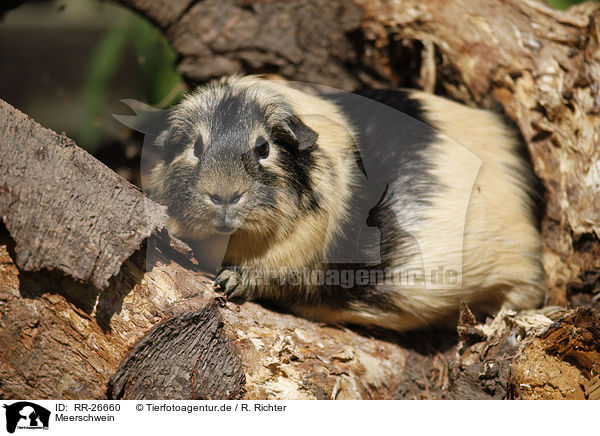 Meerschwein / guinea pig / RR-26660