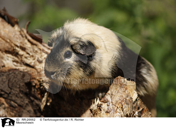 Meerschwein / guinea pig / RR-26662