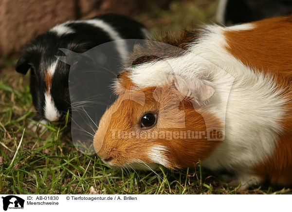 Meerschweine / guinea pigs / AB-01830