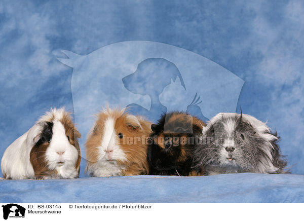 Meerschweine / guinea pigs / BS-03145