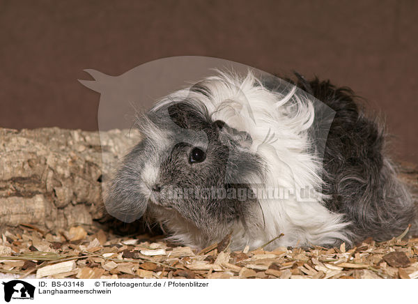 Langhaarmeerschwein / guinea pig / BS-03148
