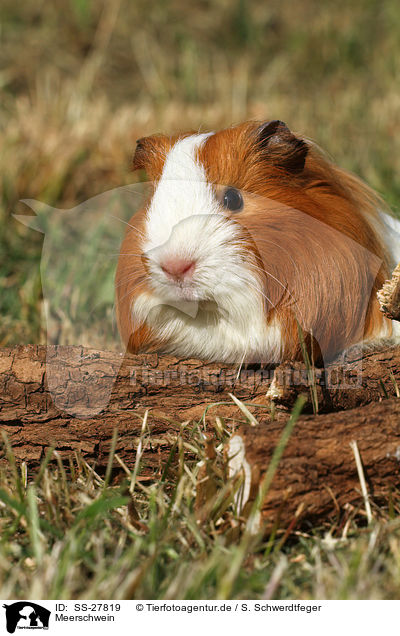 Meerschwein / guinea pig / SS-27819