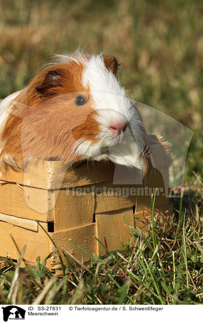 Meerschwein / guinea pig / SS-27831