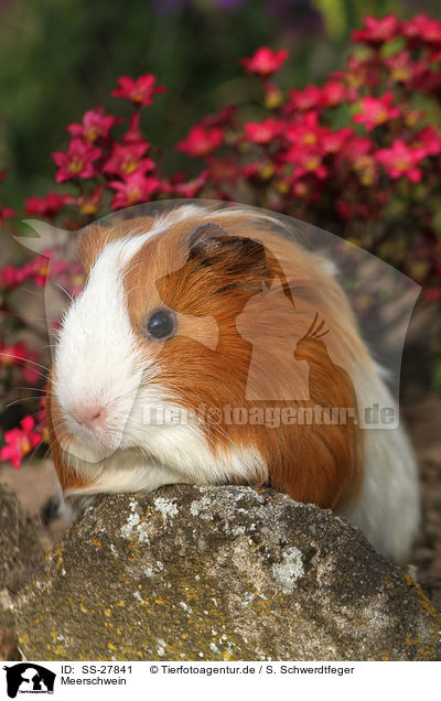 Meerschwein / guinea pig / SS-27841